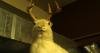 Jackalope